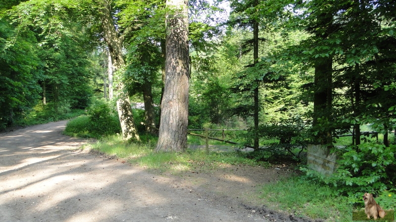 Ritterstein Nr. 288-5 Hier stand das Dorf Zwingweiler - Zwingerstein - Waldgericht.JPG - Ritterstein Nr.288 Hier stand das Dorf Zwingweiler - Zwingerstein - Waldgericht